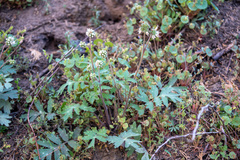 Hydrophyllum occidentale