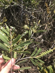 Melaleuca pachyphylla
