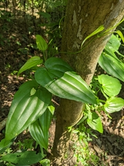 Stemona tuberosa