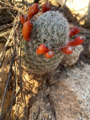 Mammillaria grahamii