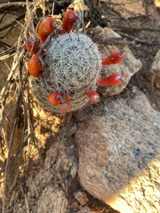 Mammillaria grahamii