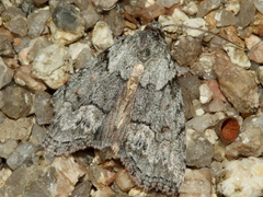 Calathusa basicunea