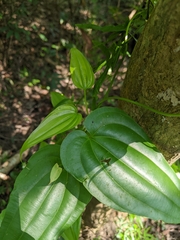 Stemona tuberosa