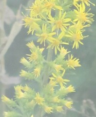 Solidago squarrosa