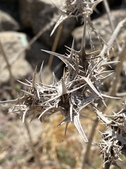 Scolymus maculatus