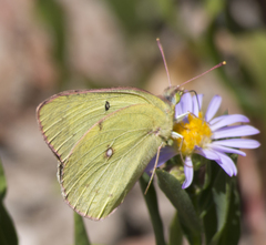 Colias philodice eriphyle