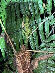 Anolis aequatorialis