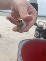 Clibanarius vittatus