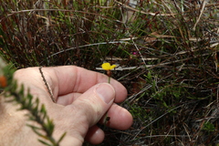 Xyris juncea