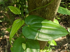 Stemona tuberosa