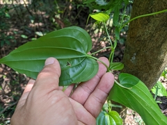 Stemona tuberosa