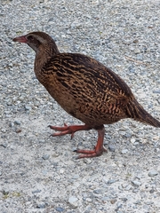 Gallirallus australis australis