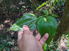 Stemona tuberosa