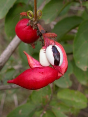 Paullinia pinnata image