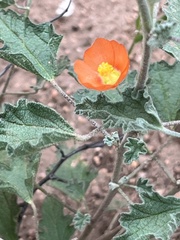 Sphaeralcea parvifolia