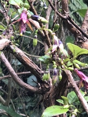Fuchsia excorticata