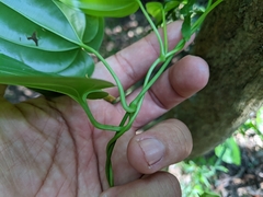 Stemona tuberosa