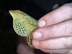 Anolis aequatorialis