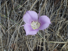 Calochortus macrocarpus