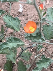 Sphaeralcea parvifolia