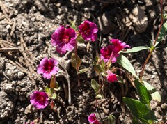 Diplacus constrictus