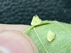 Caryomyia persicoides