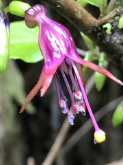 Fuchsia excorticata