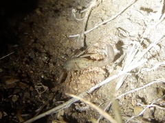 Serradigitus gertschi