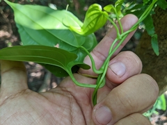 Stemona tuberosa
