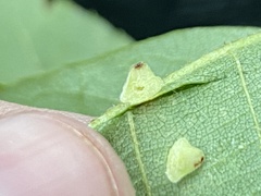 Caryomyia persicoides