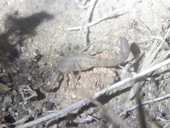 Serradigitus gertschi