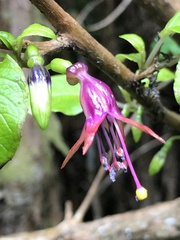 Fuchsia excorticata
