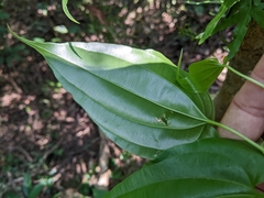 Stemona tuberosa
