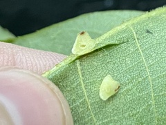 Caryomyia persicoides