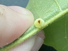 Caryomyia persicoides