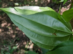 Stemona tuberosa