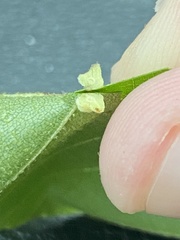 Caryomyia persicoides