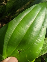 Stemona tuberosa