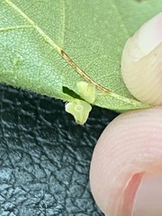 Caryomyia persicoides