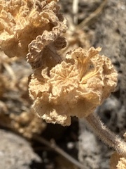 Pseudodictamnus undulatus