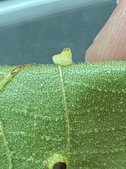 Caryomyia persicoides