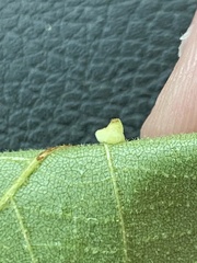 Caryomyia persicoides