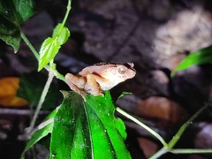 Ingerophrynus parvus