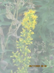 Solidago squarrosa