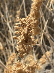 Pseudodictamnus undulatus