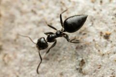 Technomyrmex sophiae