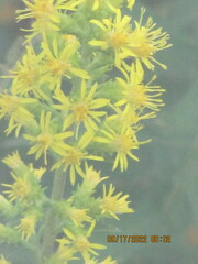 Solidago squarrosa