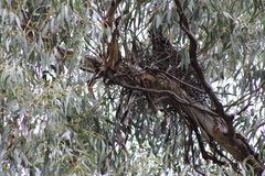 Strepera versicolor arguta
