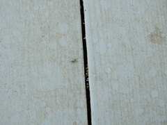 Menemerus semilimbatus