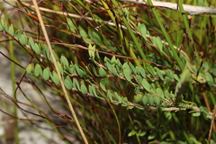 Melaleuca thymifolia